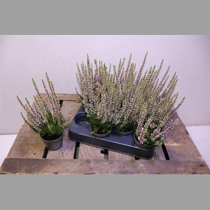 Callu Bl Roze