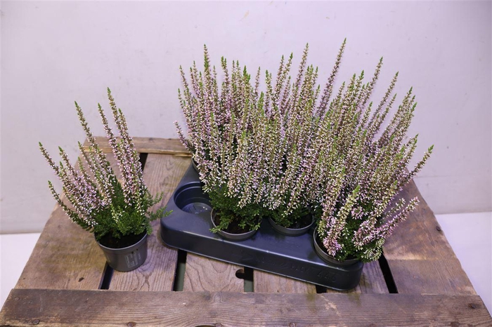 <h4>Callu Bl Roze</h4>