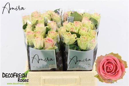 <h4>R Gr Top Gear!</h4>