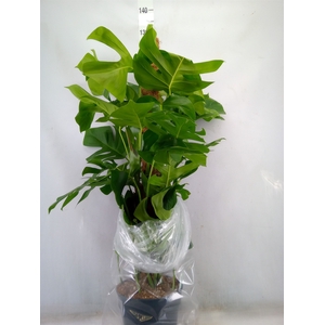 Monstera pertusum