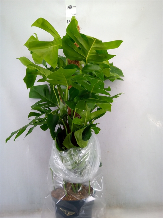 <h4>Monstera pertusum</h4>