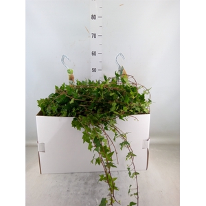 Hedera helix 'Pittsburgh'