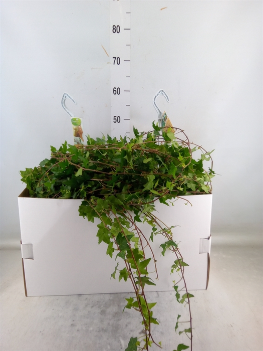 <h4>Hedera helix 'Pittsburgh'</h4>