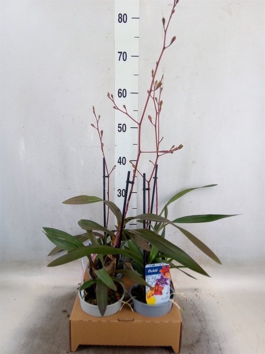 <h4>Orchideeen   ...</h4>