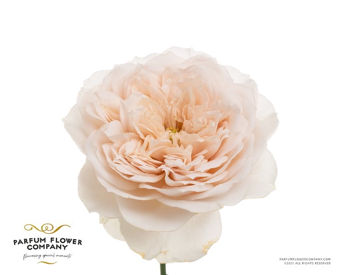 <h4>Rosa Garden Shades of Beige!</h4>