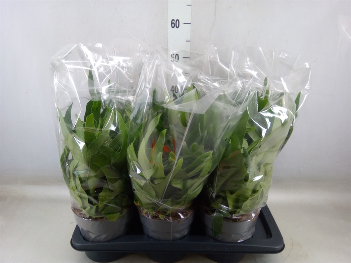 <h4>Platycerium bifurc.</h4>