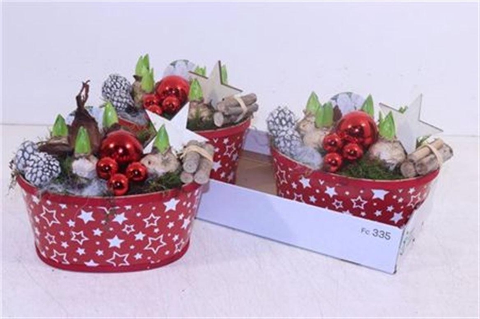 <h4>Arr Hyacinth</h4>