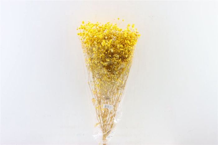 <h4>Pres Gypsophila Yellow Bunch Slv</h4>