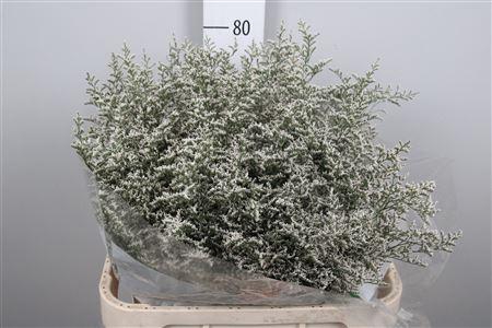 <h4>Lim Misty White</h4>