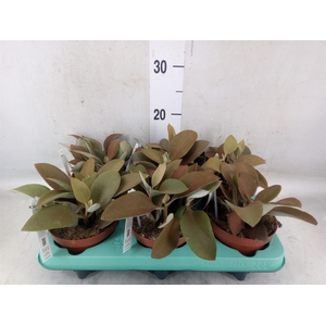 Kalanchoe NF orygalis