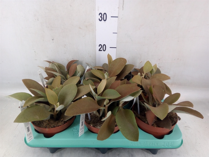 <h4>Kalanchoe NF orygalis</h4>