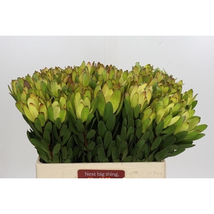 LEUCAD SAF GOLDSTRIK