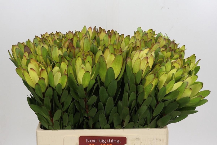 <h4>LEUCAD SAF GOLDSTRIK</h4>