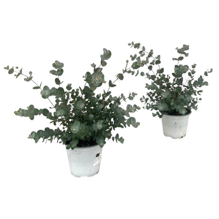 <h4>Eucalyptus Gunnii</h4>