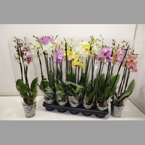 Phal Gem 5 Kl