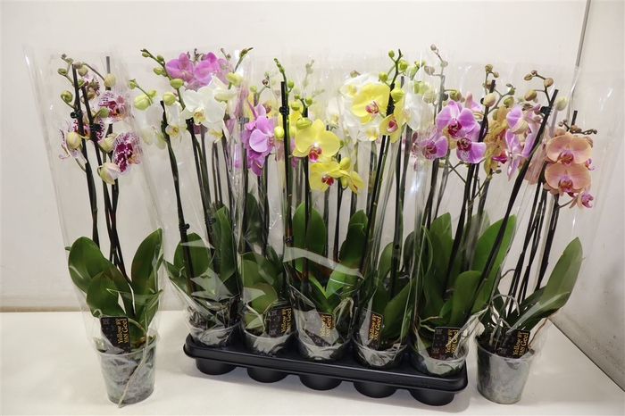 <h4>Phal Gem 5 Kl</h4>
