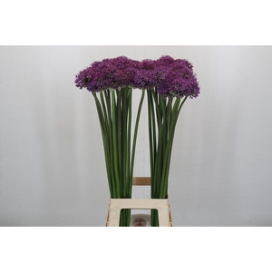Allium Stratos
