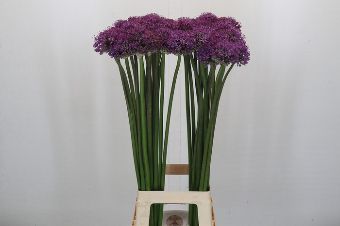 <h4>Allium Stratos</h4>