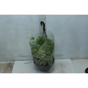 PEPEROMIA SCANDENS C21