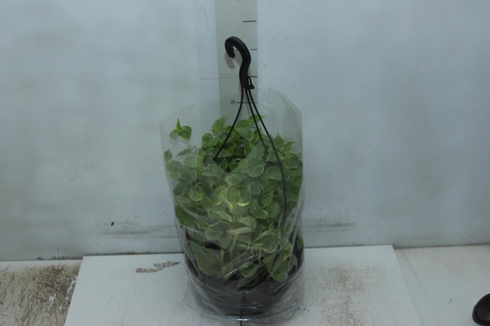 <h4>PEPEROMIA SCANDENS C21</h4>
