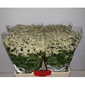 TANACETUM SINGLE VEGMO
