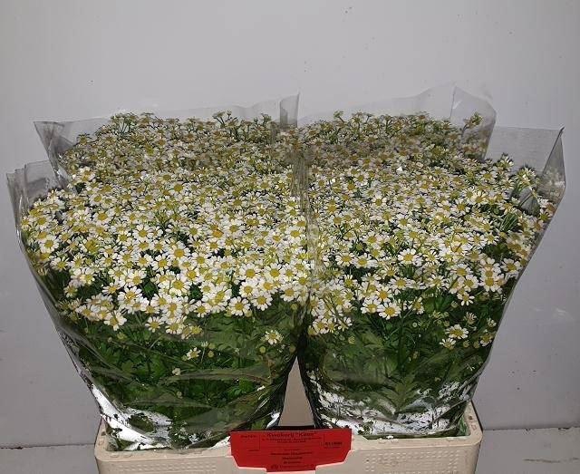 <h4>TANACETUM SINGLE VEGMO</h4>