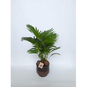 LIVISTONA ROTUNDIFOL