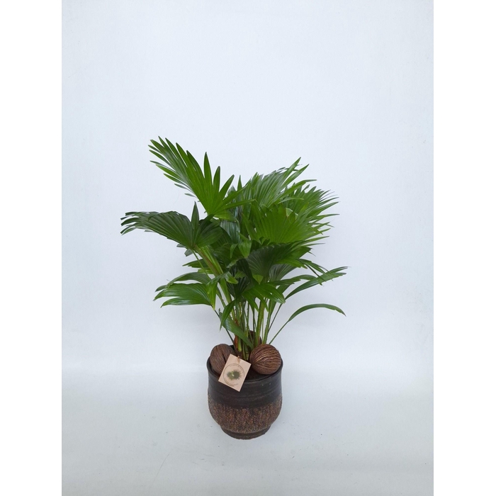 <h4>LIVISTONA ROTUNDIFOL</h4>