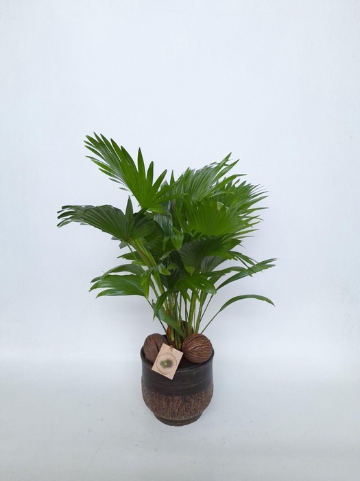 <h4>Livistona in Shirley brown D19</h4>