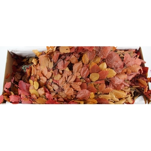 PF BEECH LEAFS AUTUMN BS 150GR