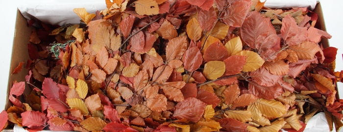 <h4>PF BEECH LEAFS AUTUMN BS 150GR</h4>