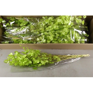 DF Lunaria Bs Shiny LightGreen