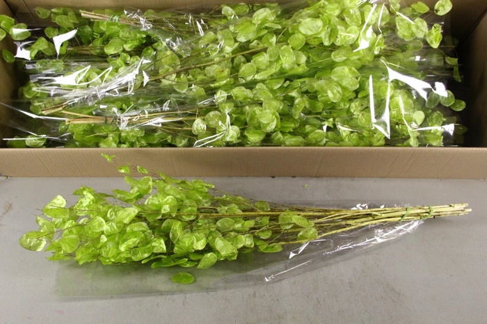 <h4>DF Lunaria Bs Shiny LightGreen</h4>