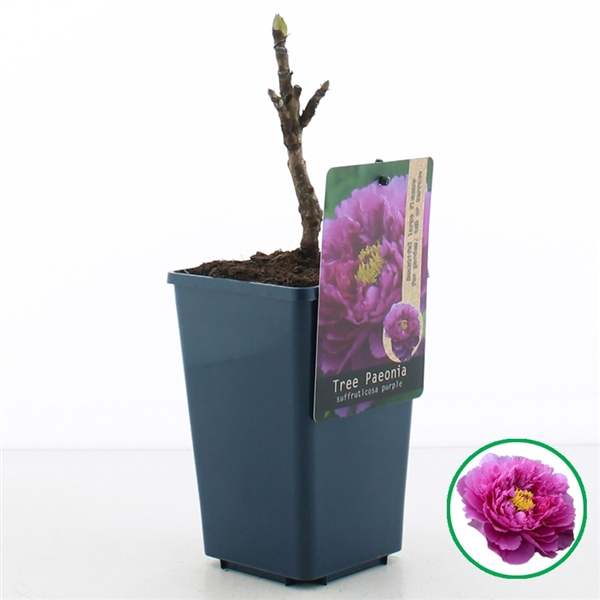 <h4>Paeonia suffruticosa Paars C1.5 (15cm.)</h4>