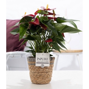 Anthurium red (Micra) in P&PURE Basket 6;