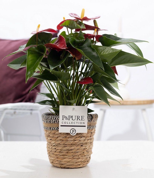 <h4>Anthurium red (Micra) in P&PURE Basket 6;</h4>