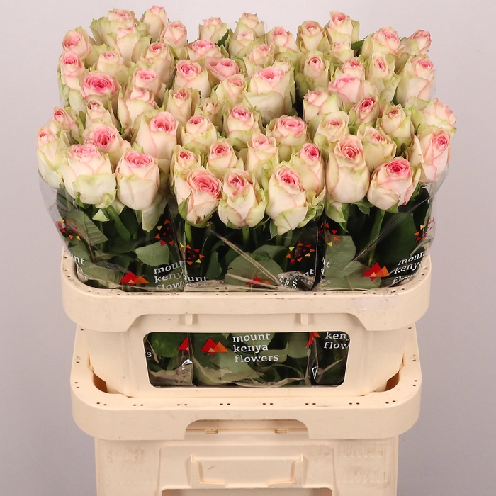 <h4>R GR ESPERANCE</h4>