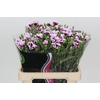 Dianthus Tr Symply Cherry