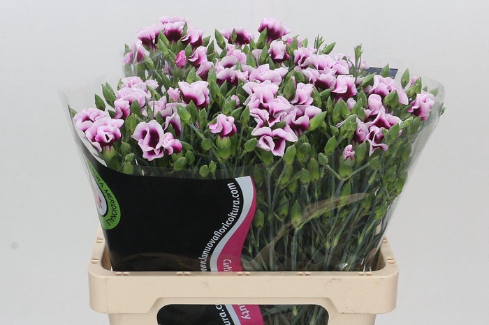 <h4>Dianthus Tr Symply Cherry</h4>