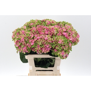 Hydr M Coral GROWER DIRECT