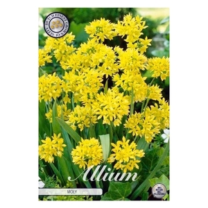 Allium Moly x20 5/6