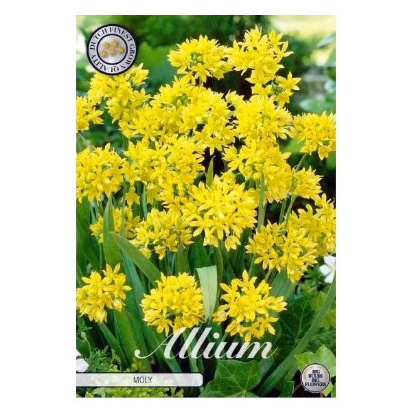 <h4>Allium Moly x20 5/6</h4>
