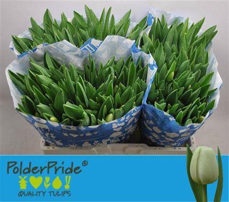 <h4>Tu En Antarctica</h4>