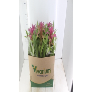 GUZMANIA VOILA P14