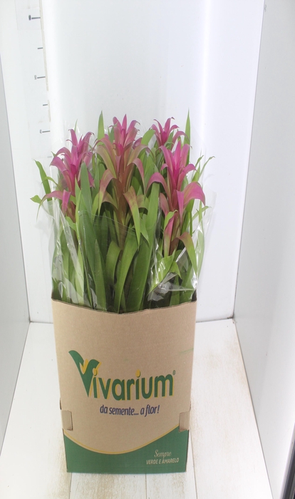 <h4>GUZMANIA VOILA P14</h4>