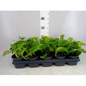 Epipremnum pinn. 'Aureum'
