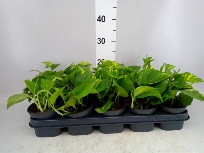 <h4>Epipremnum pinn. 'Aureum'</h4>