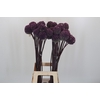 Allium Summer Drummer