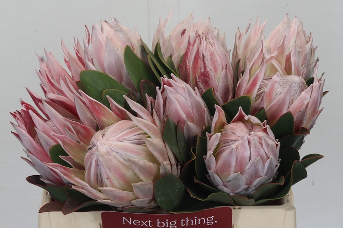 <h4>Protea Cynaroides</h4>