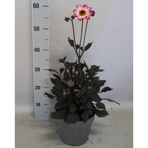 Dahlia 19 cm Donkerblad Magenta Bicolour
